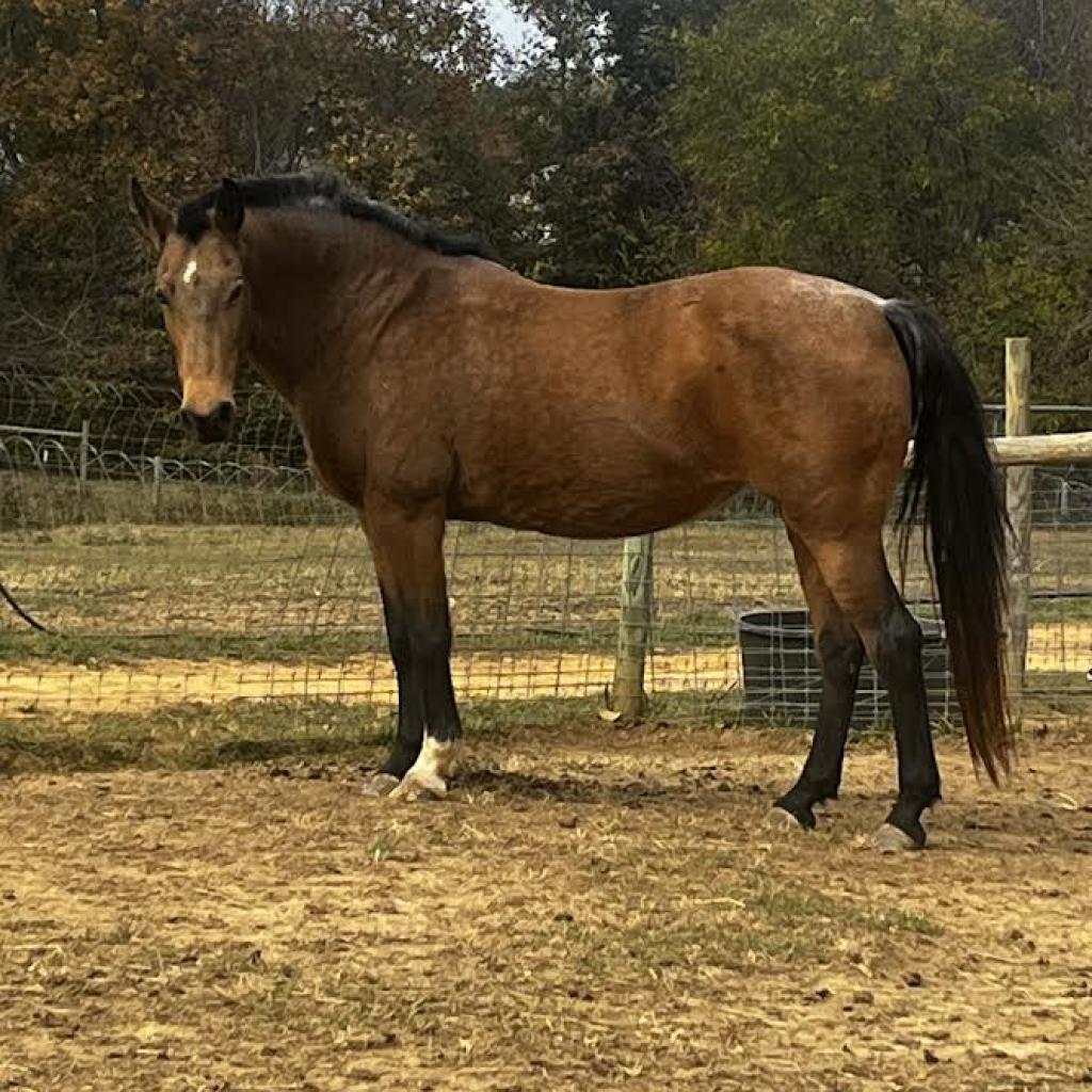 Enlarge Marigold, a Adoptable mixed breed in Stokesdale, NC image 1/1