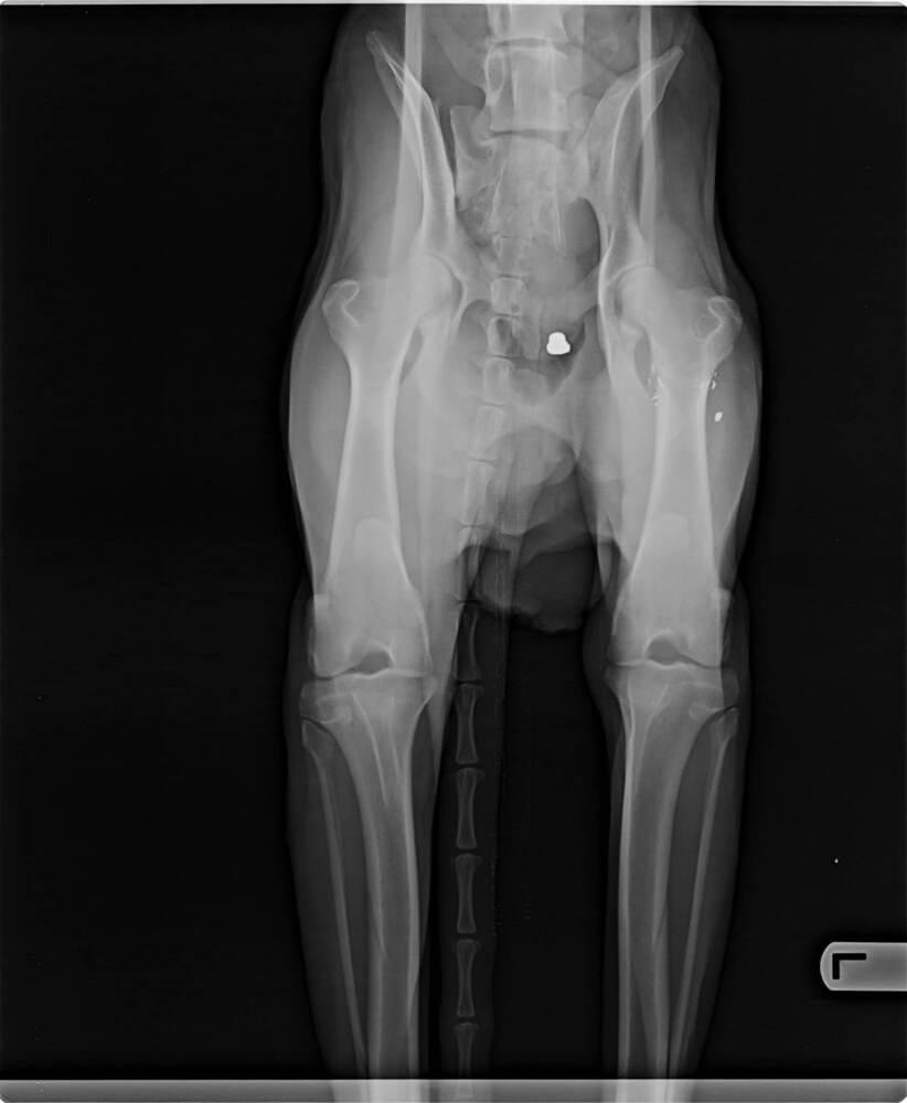 Gordon, Adoptable, Young Male Siberian Husky.