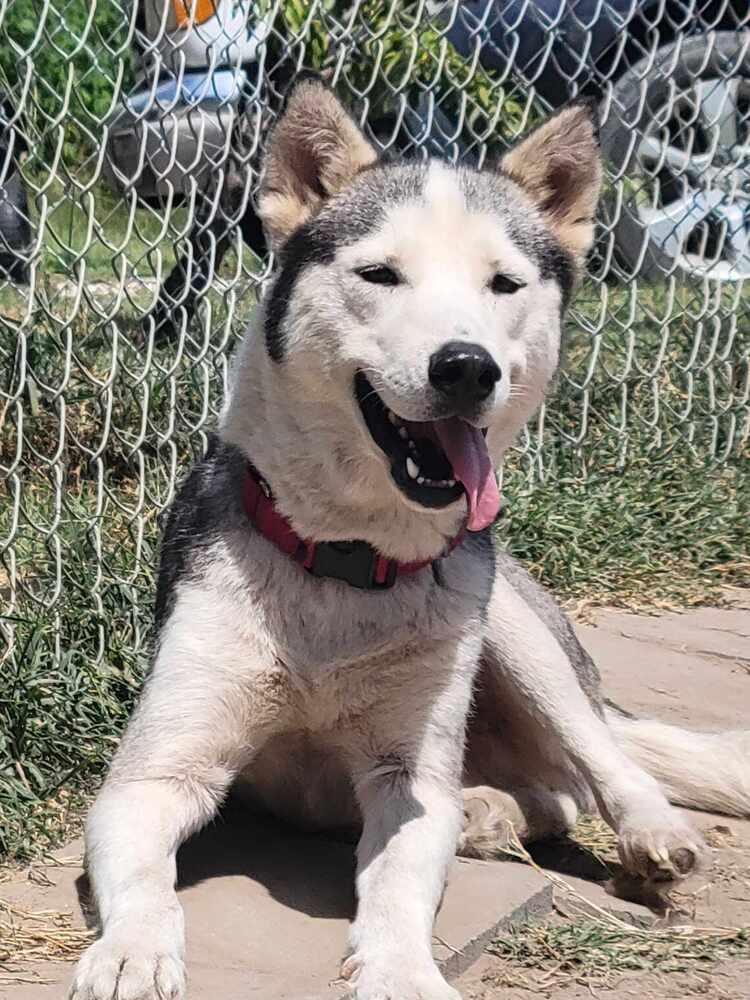 Enlarge Gordon, a Adoptable Siberian Husky in Corsicana, TX image 2/6