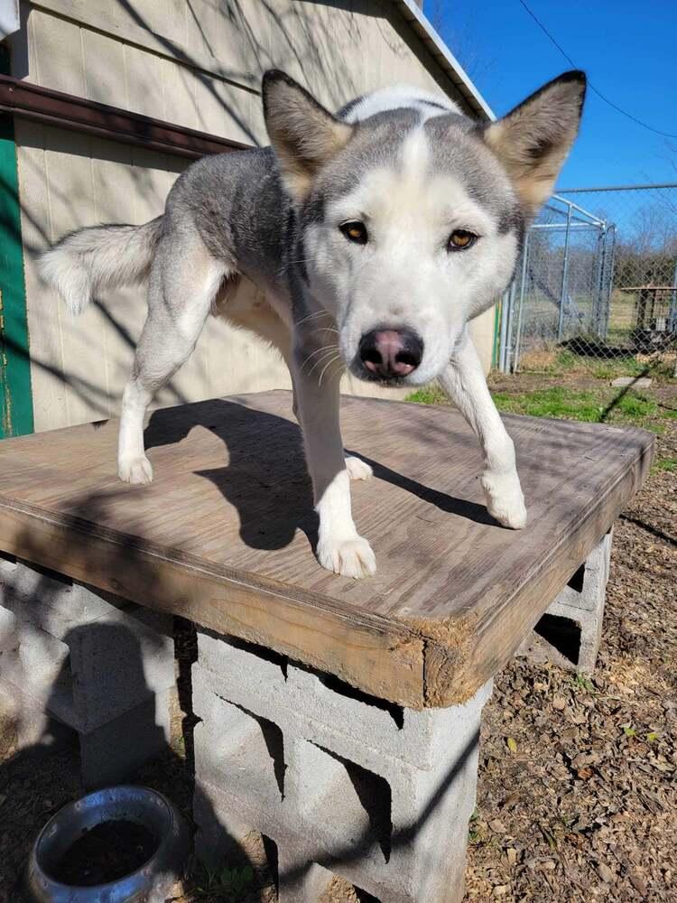Enlarge Gordon, a Adoptable Siberian Husky in Corsicana, TX image 3/6