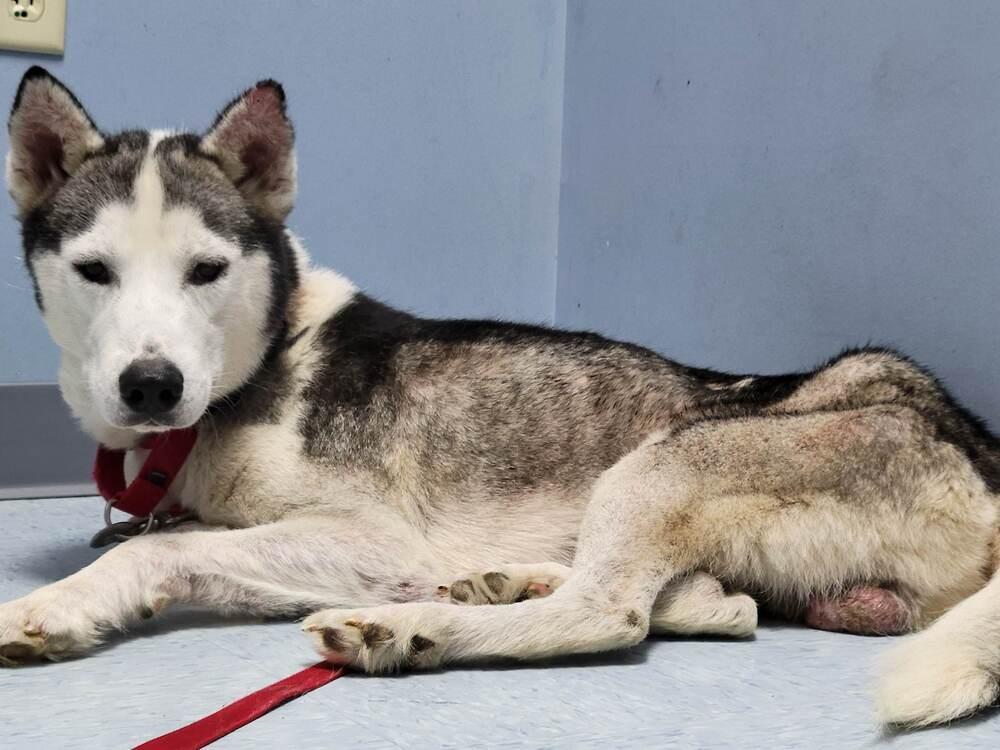 Enlarge Gordon, a Adoptable Siberian Husky in Corsicana, TX image 4/6