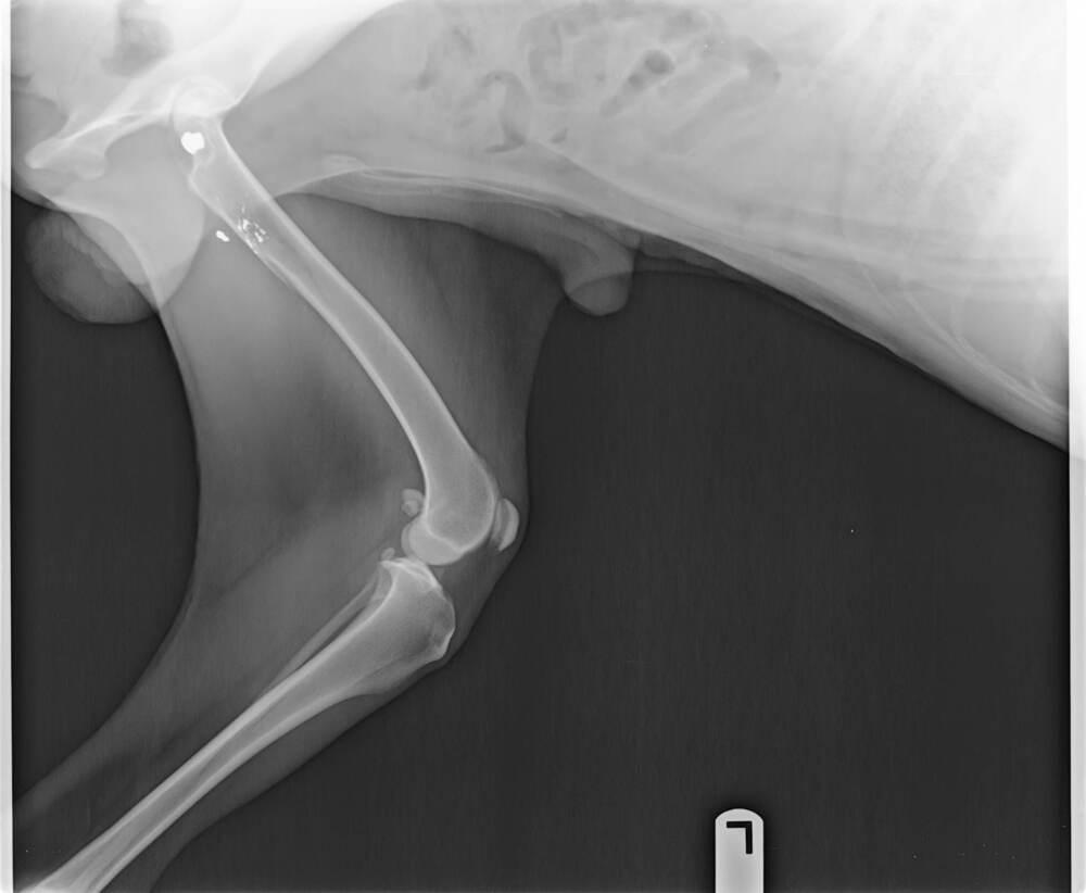 Enlarge Gordon, a Adoptable Siberian Husky in Corsicana, TX image 5/6