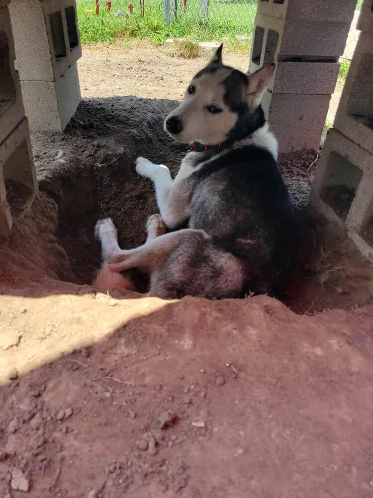Enlarge Gordon, a Adoptable Siberian Husky in Corsicana, TX image 6/6