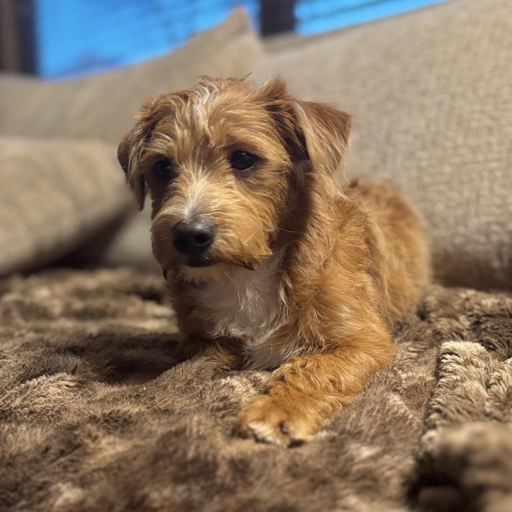 Donny, an adopted mixed breed in Phoenix, AZ image 1/3