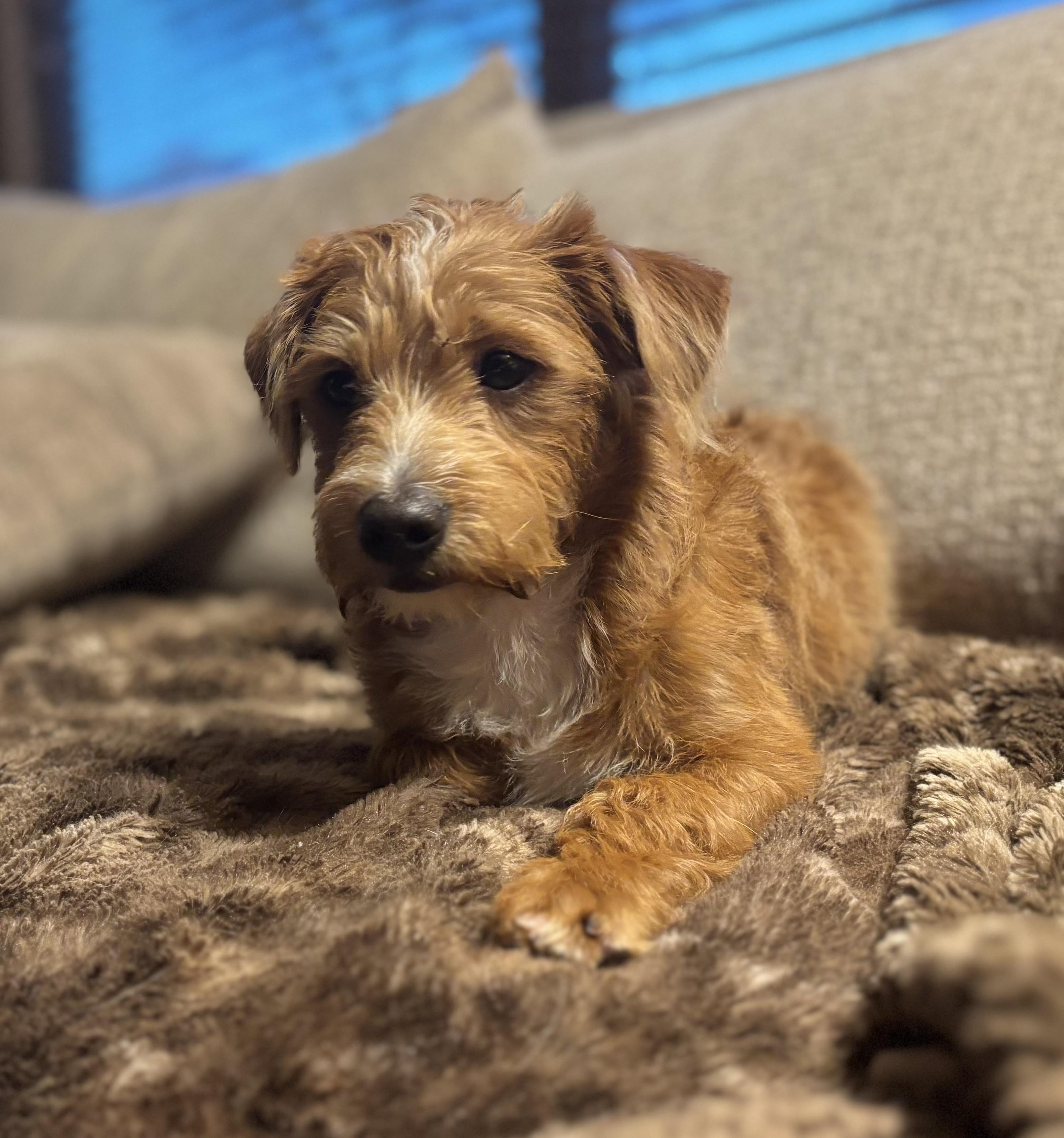 Donny, an adopted mixed breed in Phoenix, AZ image 3/3