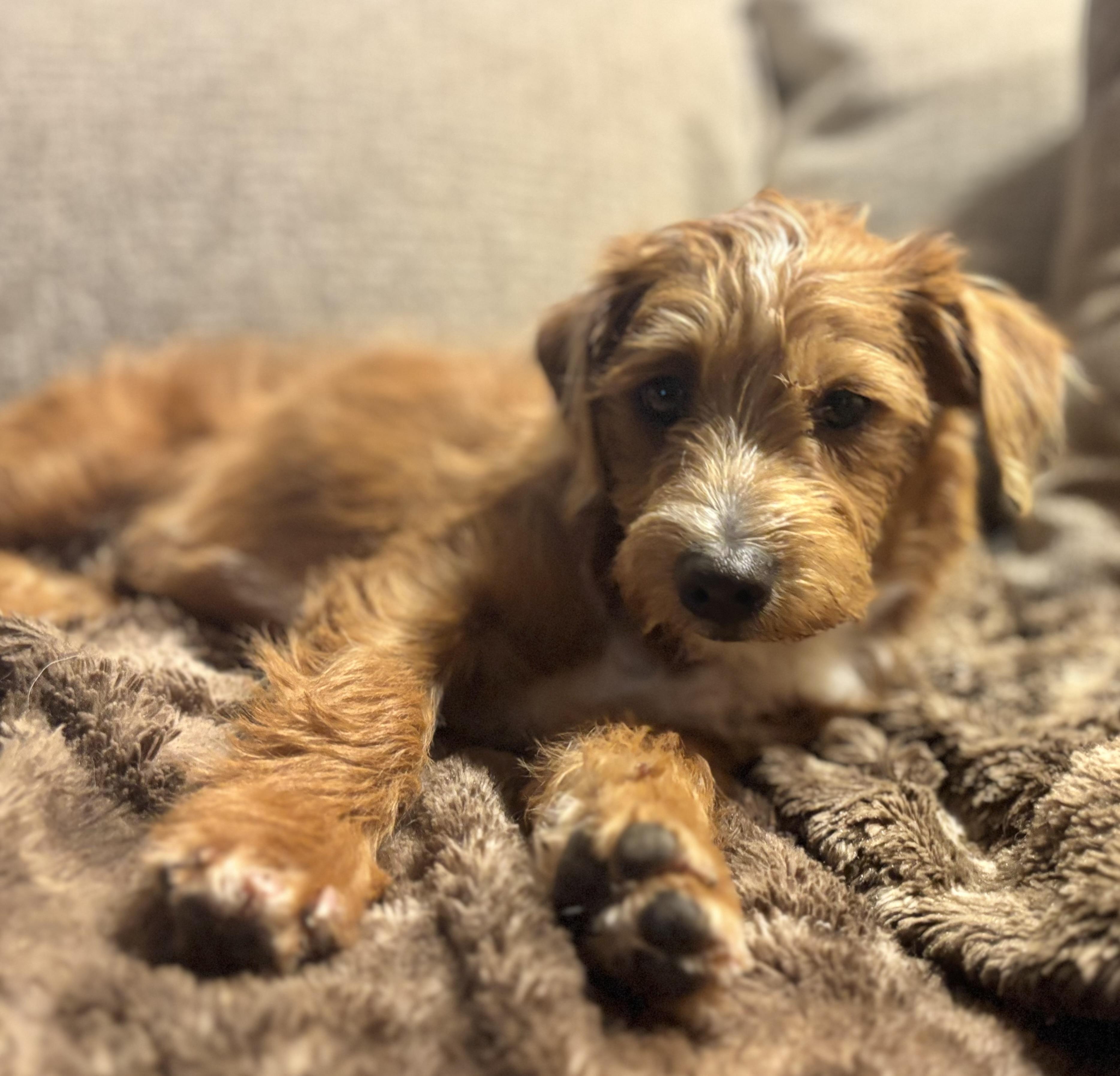 Donny, an adopted mixed breed in Phoenix, AZ image 2/3