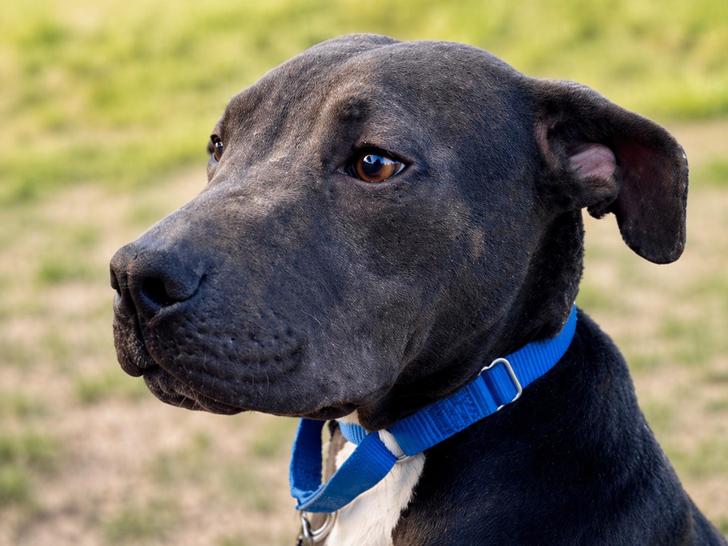 Enlarge Wind, a Adoptable mixed breed in Lincoln, NE image 5/5