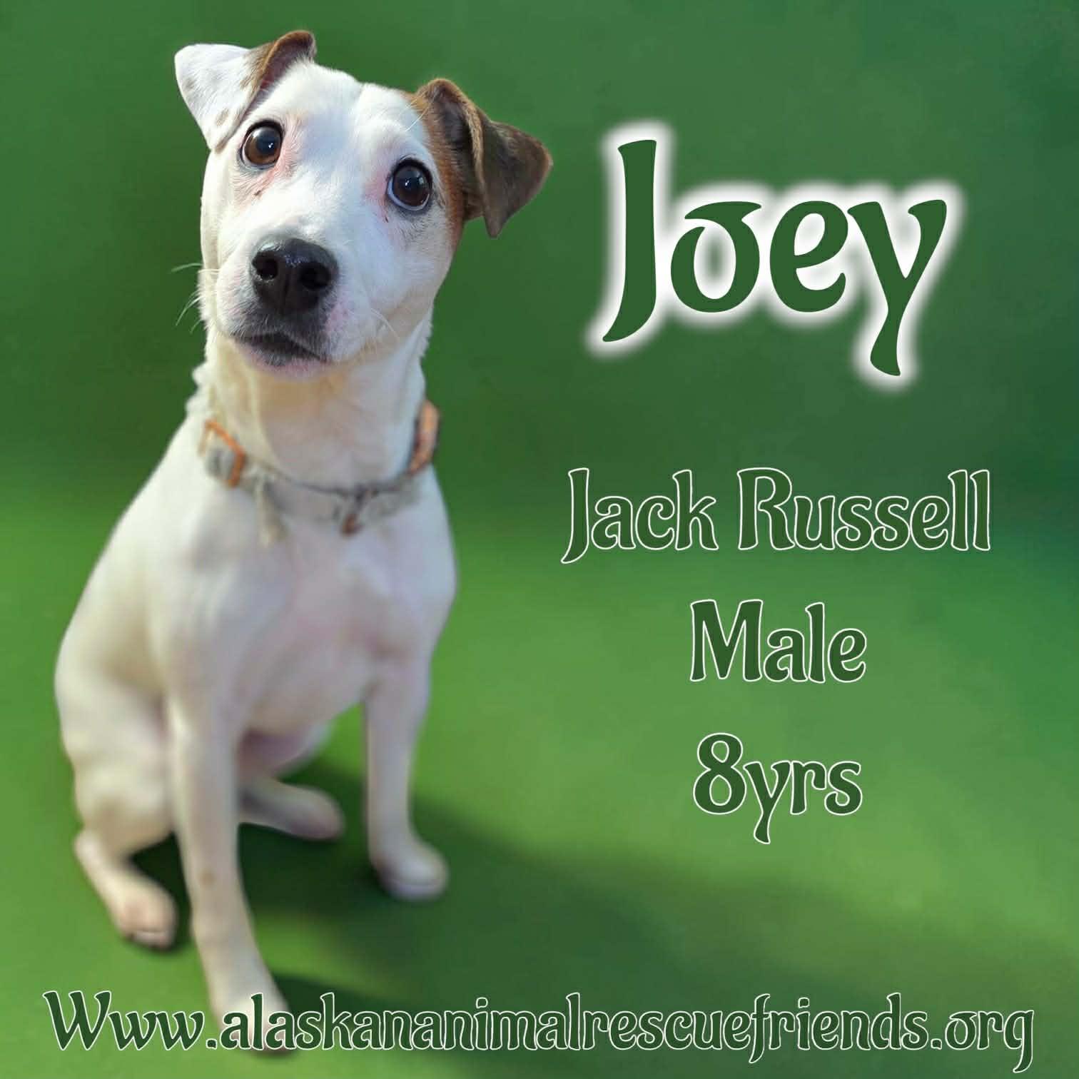 Joey, Adoptable, Adult Male Jack Russell Terrier.