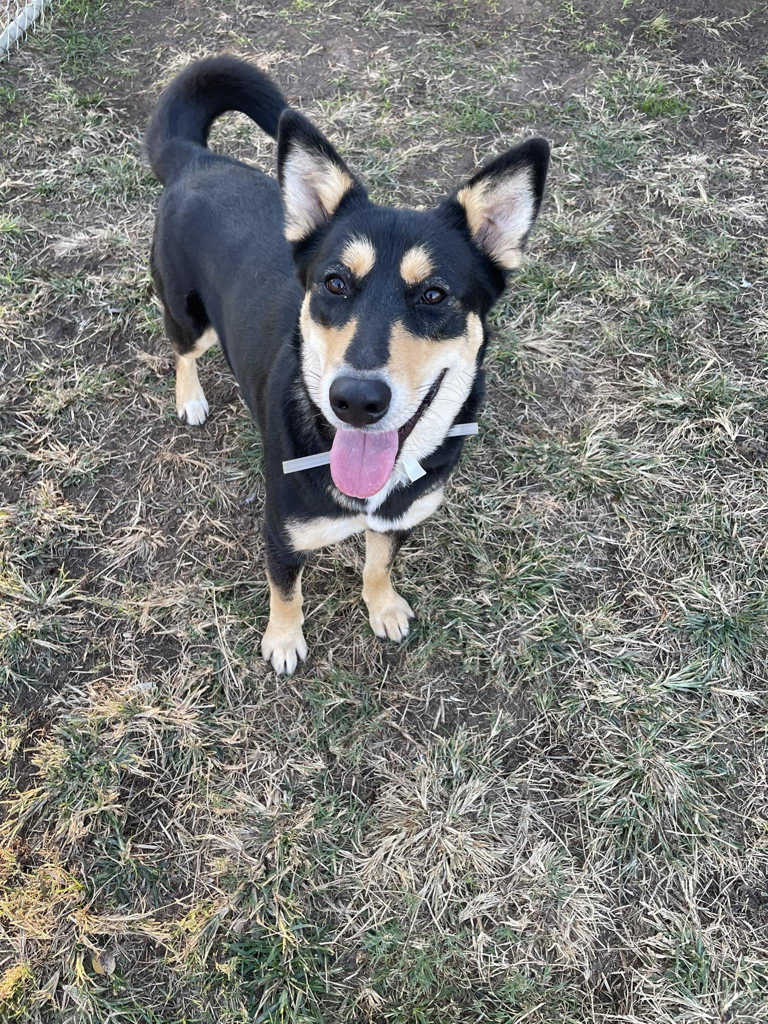 Carmela - 1 1/2 YO Female Carolina Dog/Kelpie mix - dog friendly, spayed, friendly, a Adoptable mixed breed in Tooele, UT image 2/6