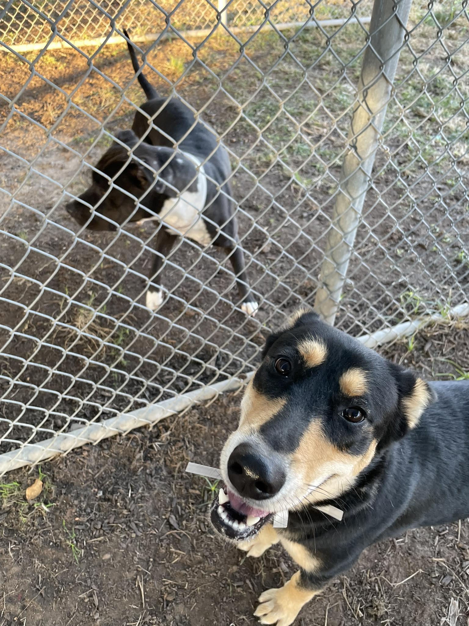 Carmela - 1 1/2 YO Female Carolina Dog/Kelpie mix - dog friendly, spayed, friendly, a Adoptable mixed breed in Tooele, UT image 4/6