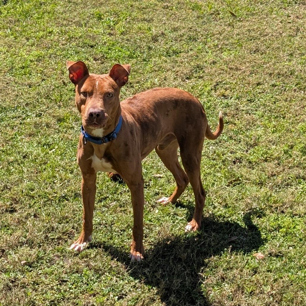 Enlarge Brisket, a Adoptable Mixed Breed in Lakeland, FL image 1/6