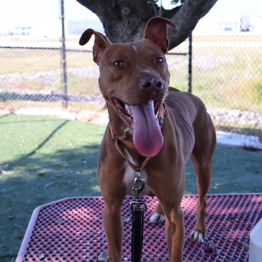 Enlarge Brisket, a Adoptable Mixed Breed in Lakeland, FL image 2/6