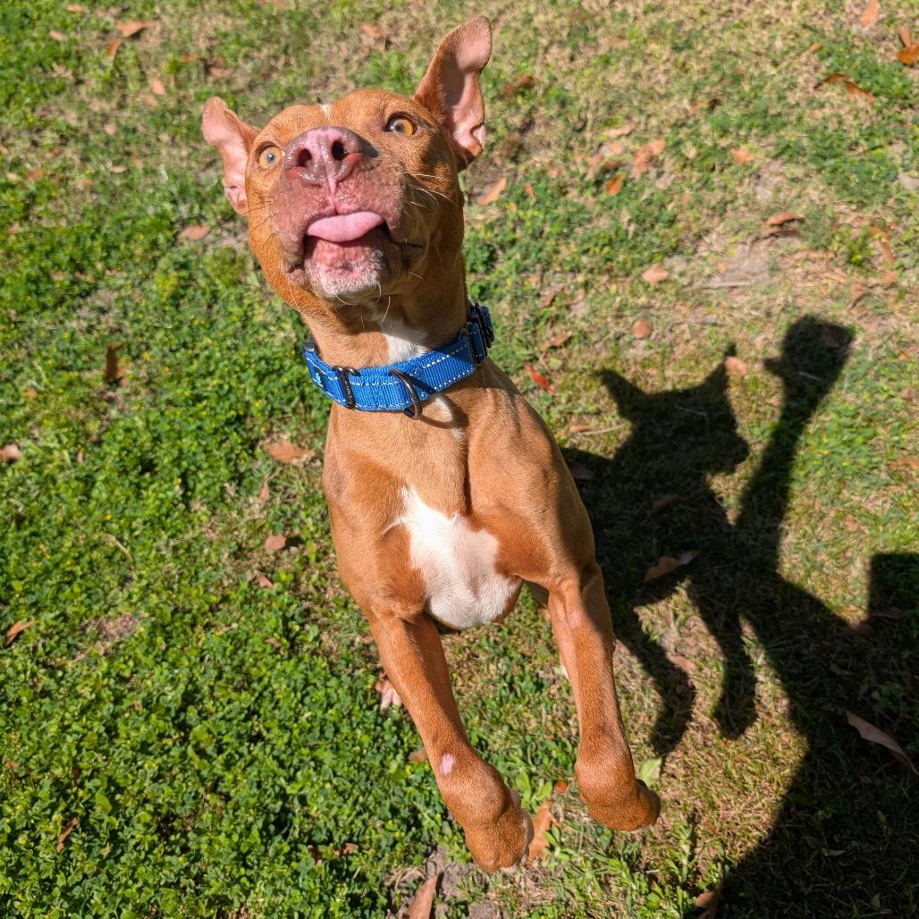 Enlarge Brisket, a Adoptable Mixed Breed in Lakeland, FL image 3/6