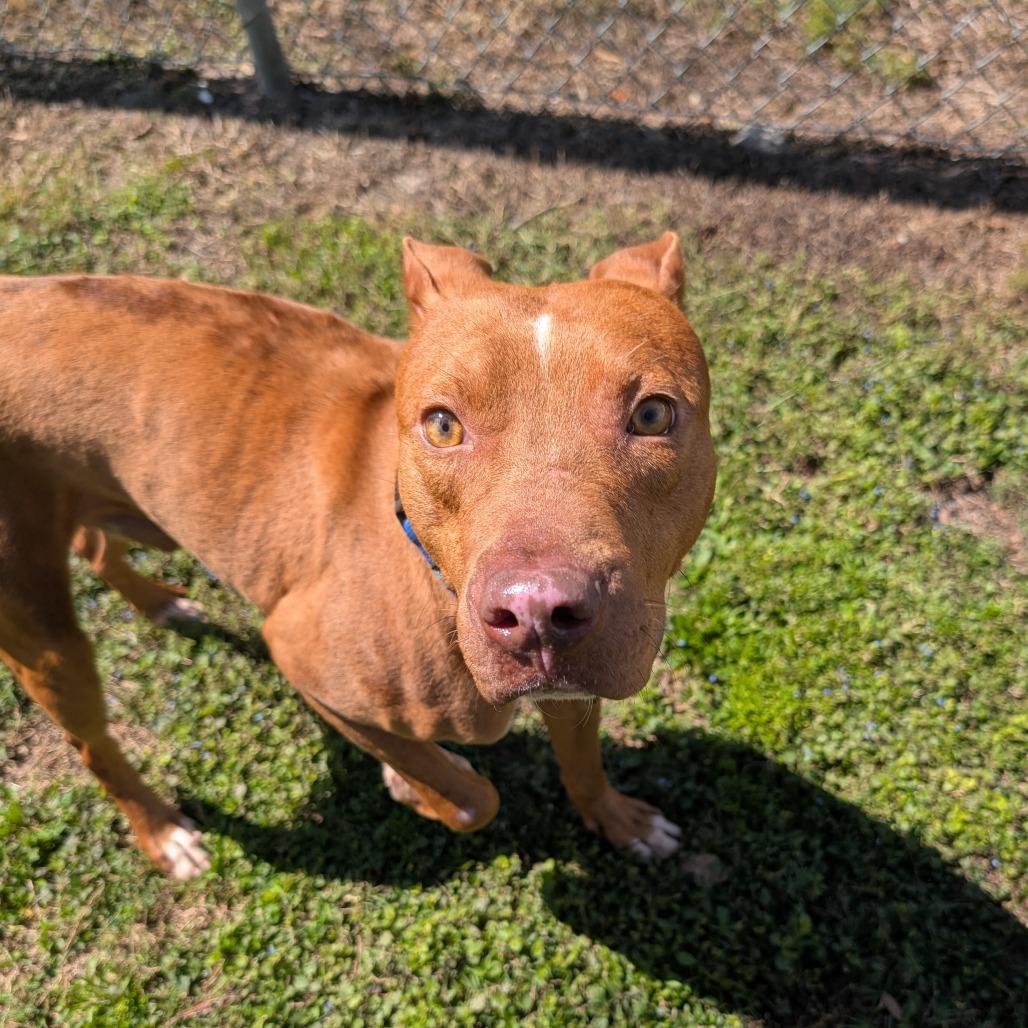 Enlarge Brisket, a Adoptable Mixed Breed in Lakeland, FL image 4/6