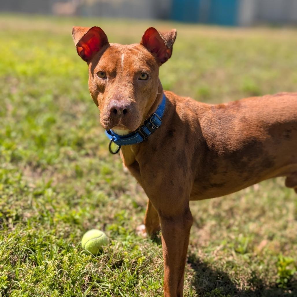 Enlarge Brisket, a Adoptable Mixed Breed in Lakeland, FL image 5/6
