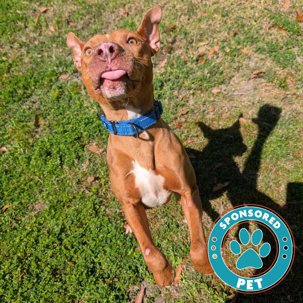 Enlarge Brisket, a Adoptable Mixed Breed in Lakeland, FL image 5/6