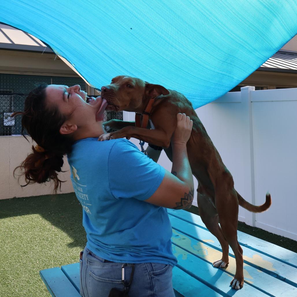 Enlarge Brisket, a Adoptable Mixed Breed in Lakeland, FL image 6/6