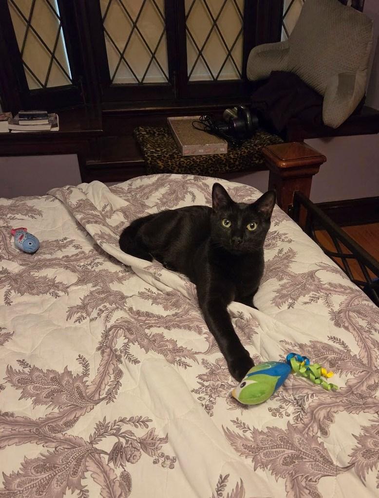 Enlarge Romeo, an adoptable Domestic Short Hair in Fairview Heights, IL image 2/6