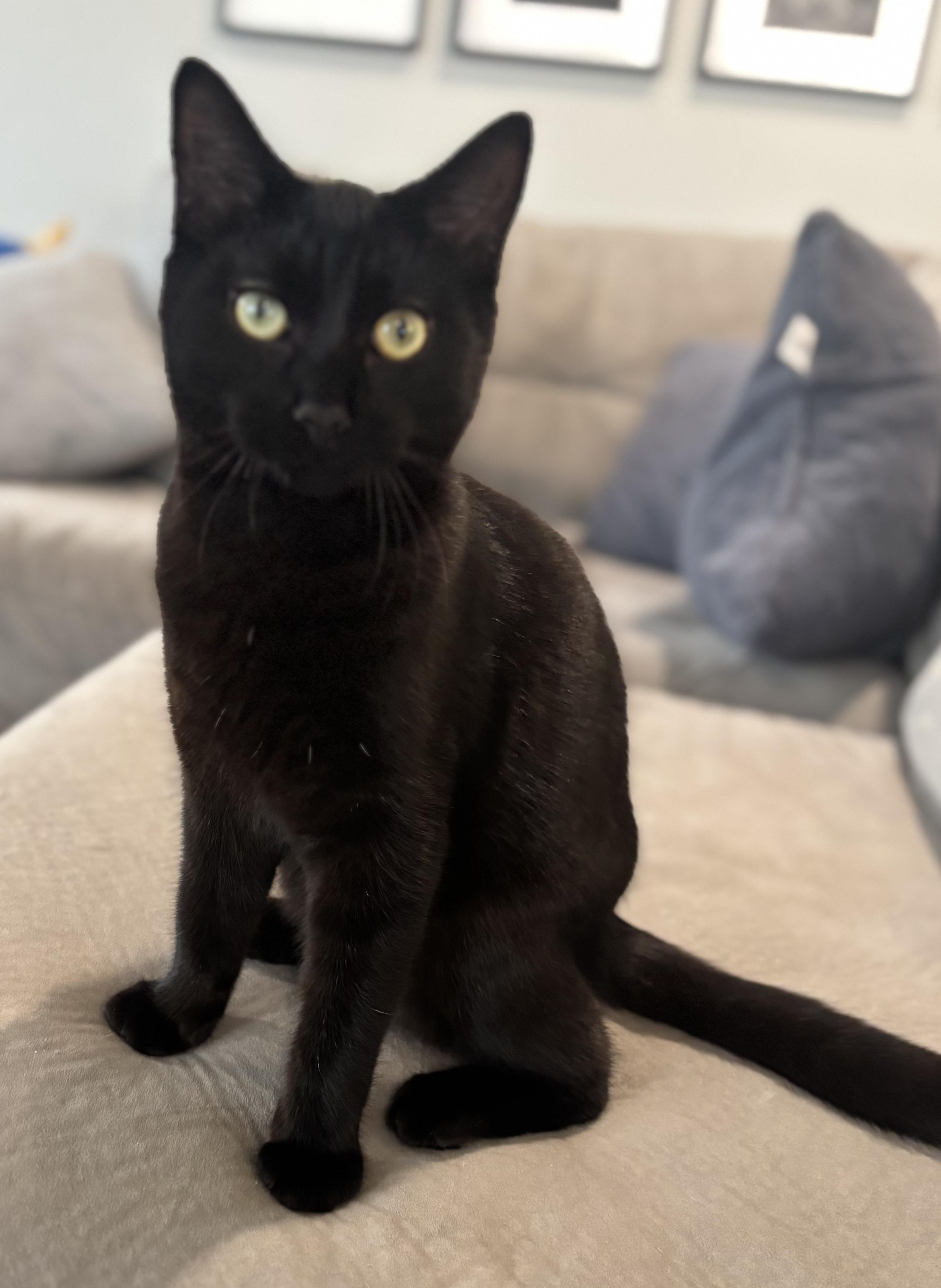 Enlarge Romeo, a ADOPTABLE Domestic Short Hair in Fairview Heights, IL image 4/5