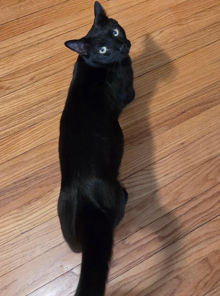 Enlarge Romeo, an adoptable Domestic Short Hair in Fairview Heights, IL image 5/6