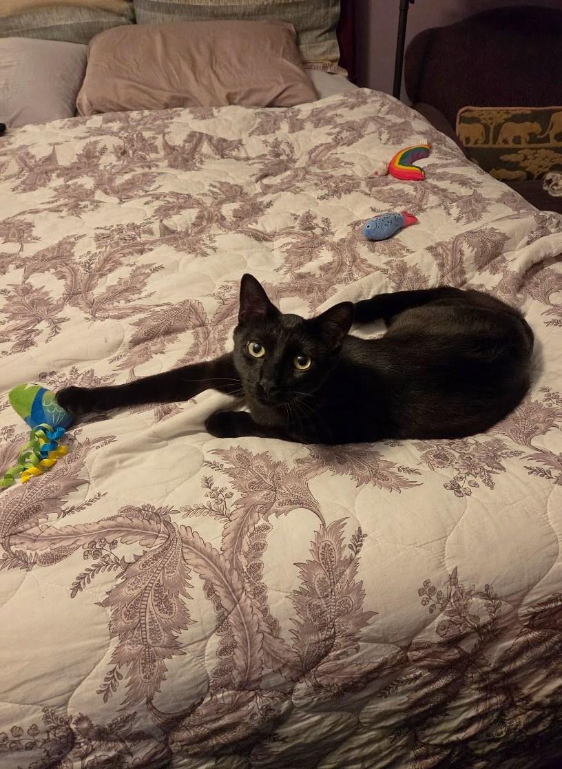 Enlarge Romeo, an adoptable Domestic Short Hair in Fairview Heights, IL image 6/6