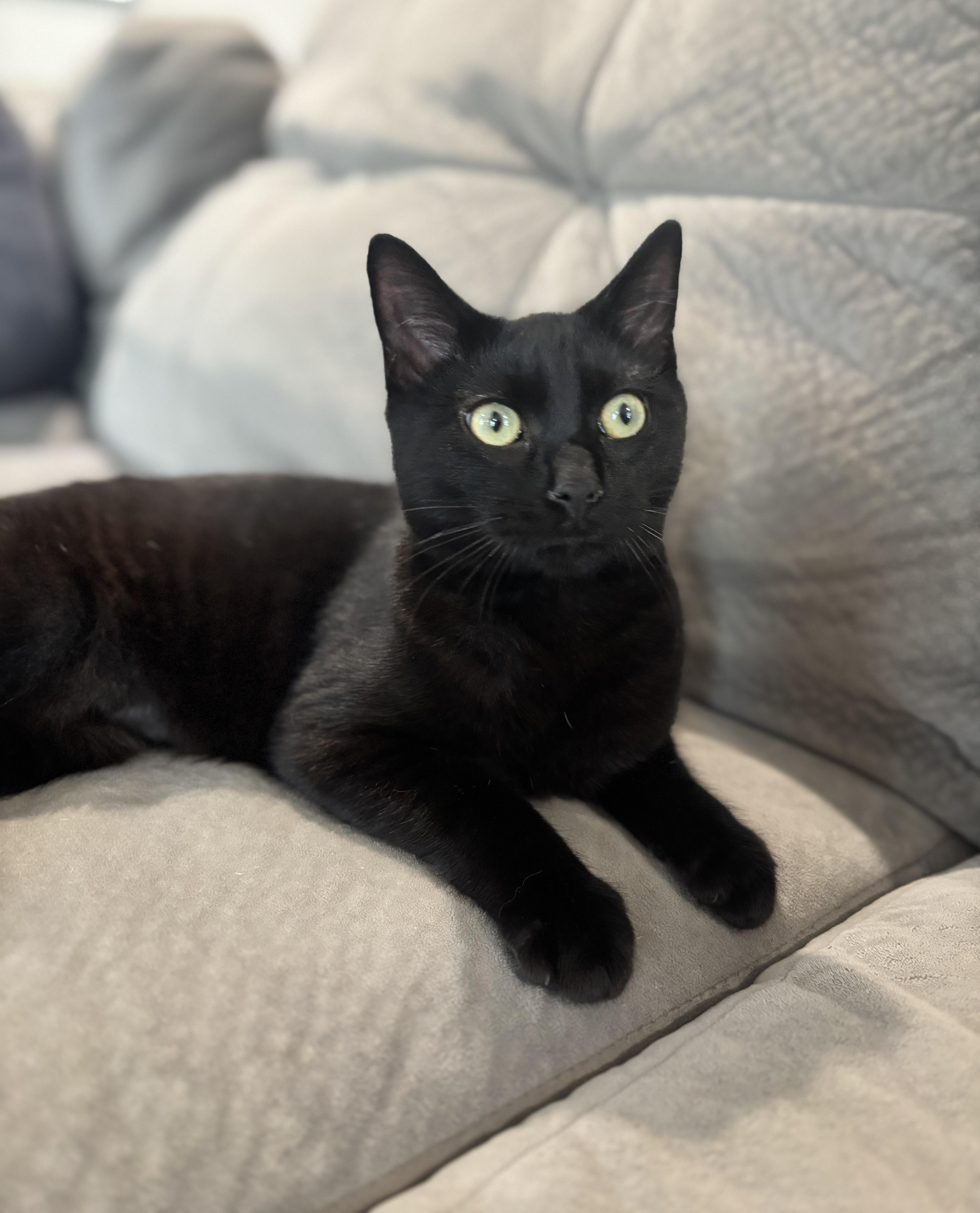 Enlarge Romeo, a ADOPTABLE Domestic Short Hair in Fairview Heights, IL image 3/5