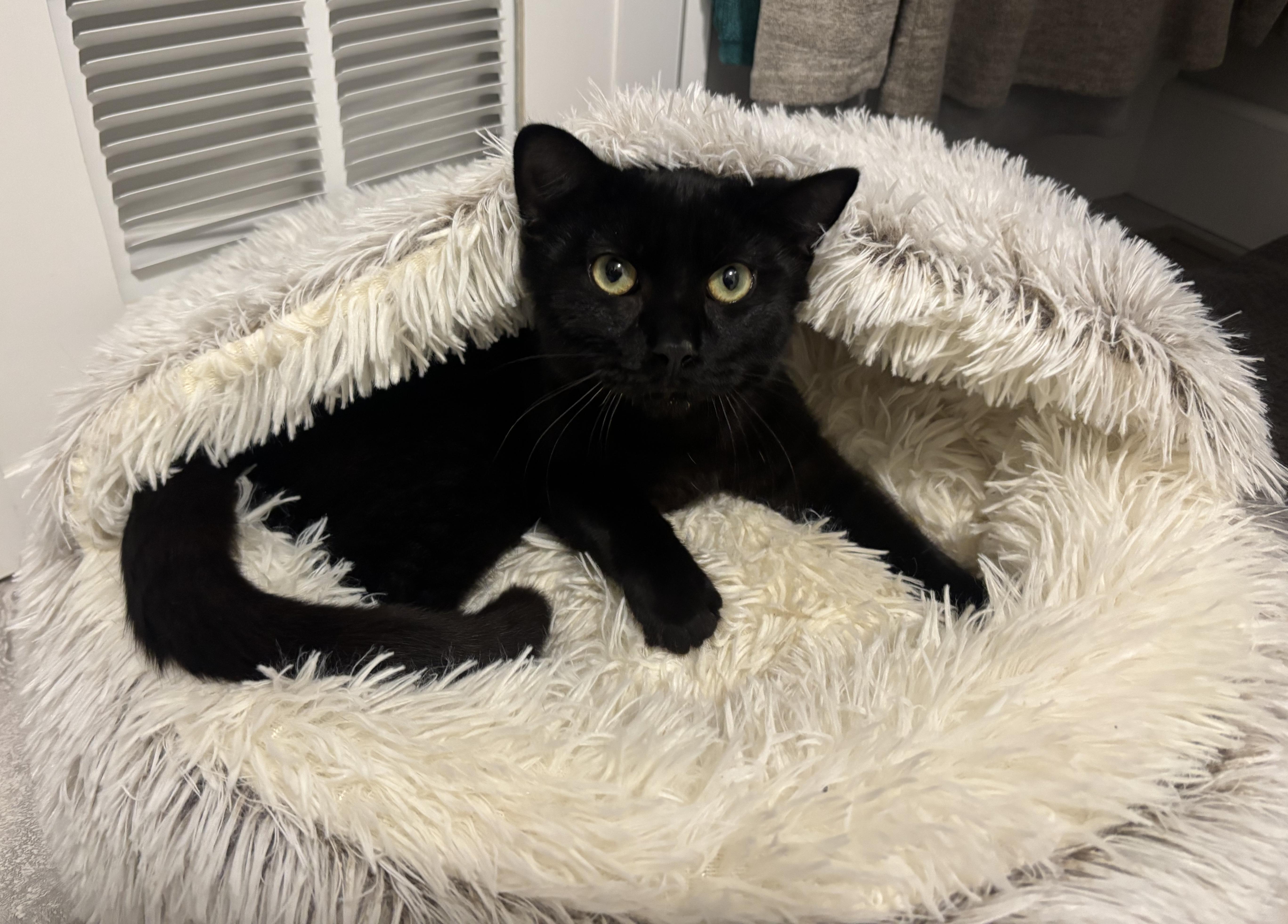 Romeo, ADOPTABLE, Young Male Domestic Short Hair.