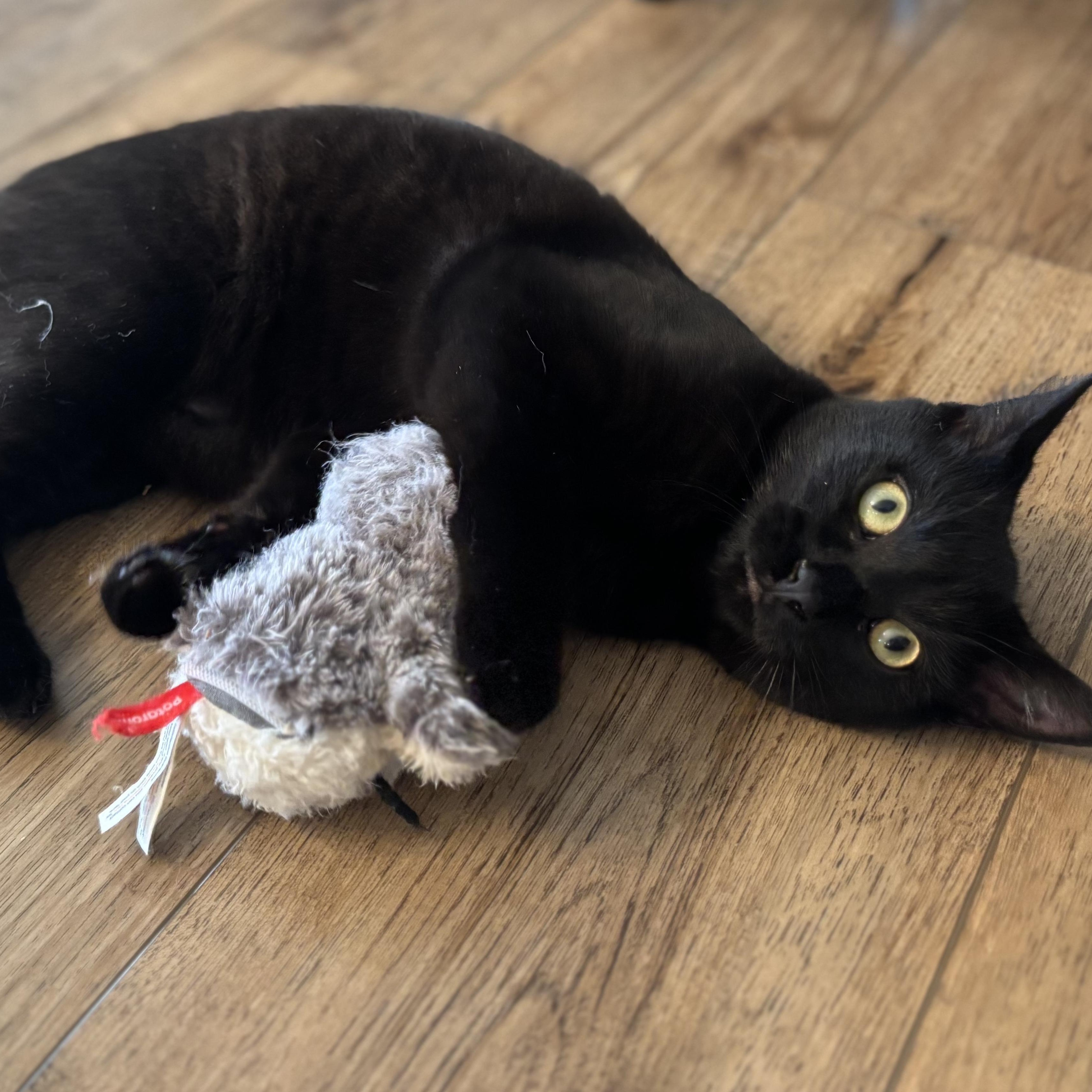 Enlarge Romeo, a ADOPTABLE Domestic Short Hair in Fairview Heights, IL image 2/5