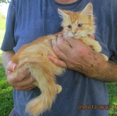 Enlarge Reba, an adopted mixed breed in Frederick, MD image 3/4