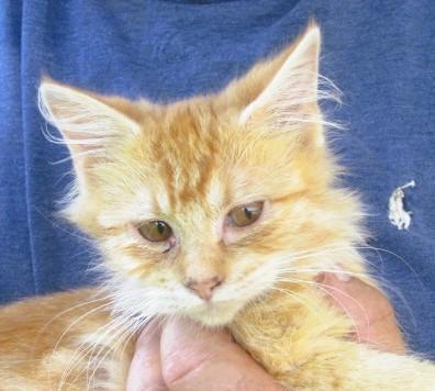 Reba, adopted, Kitten Female Maine Coon & Domestic Long Hair.