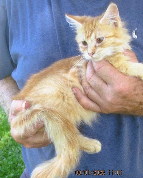 Enlarge Reba, an adopted mixed breed in Frederick, MD image 2/4