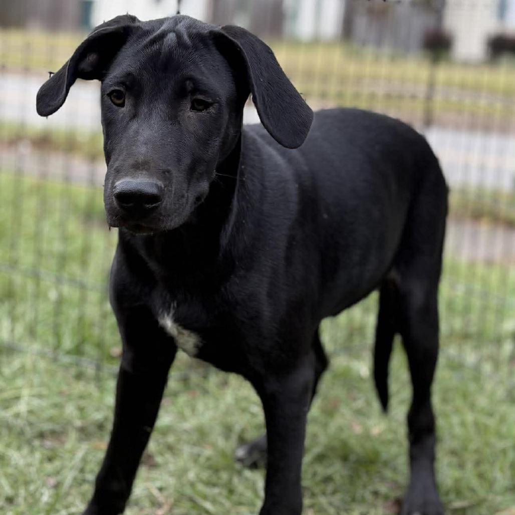 Ross, Adoptable, Young Female Black Labrador Retriever.