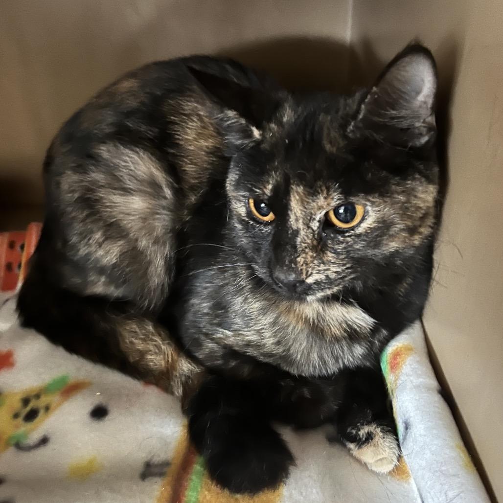 Enlarge Oliva, a Adoptable mixed breed in Madisonville, KY image 1/1