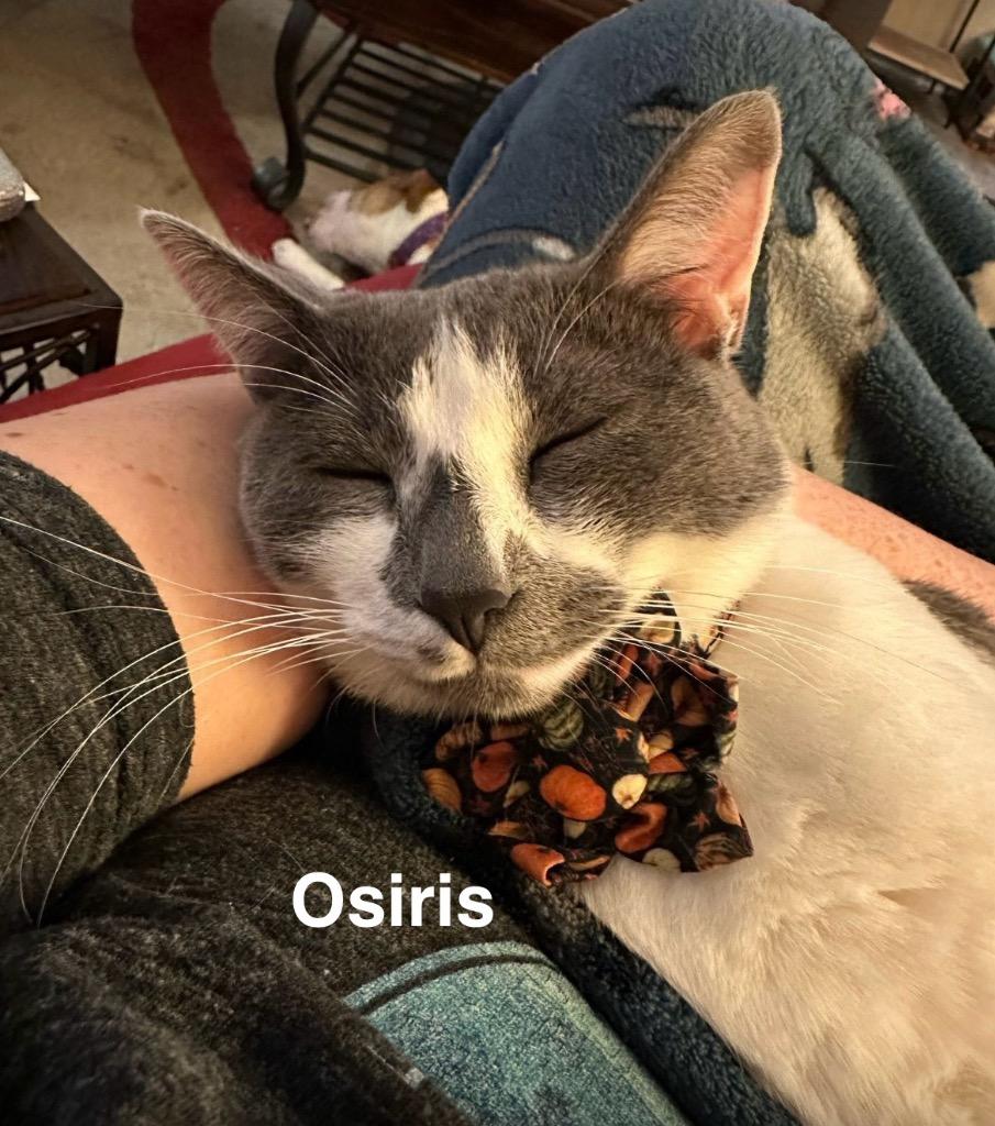 Osiris, Adoptable, Senior Male Domestic Short Hair.