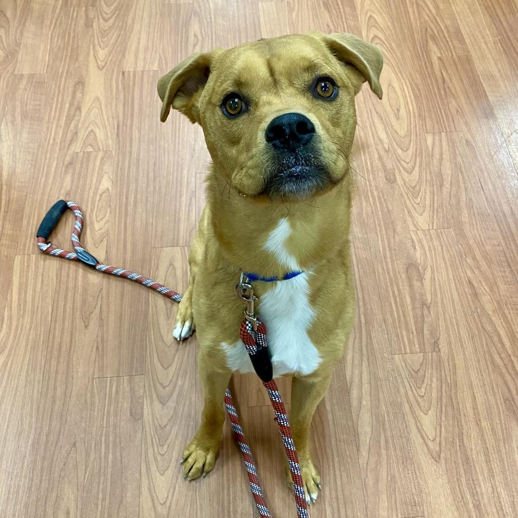 Bubba, Adoptable, Adult Male Rottweiler & Pit Bull Terrier.