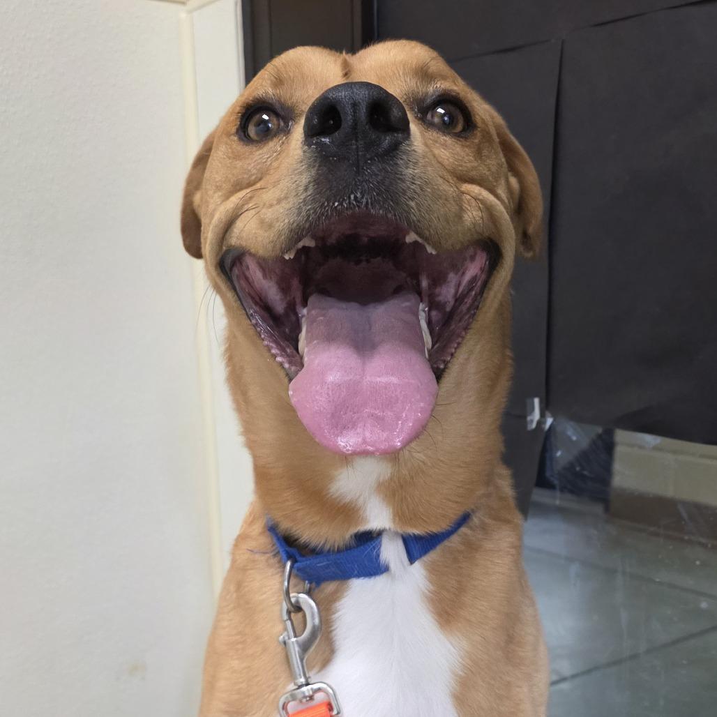 Enlarge Bubba, a Adoptable mixed breed in Cheyenne, WY image 2/6