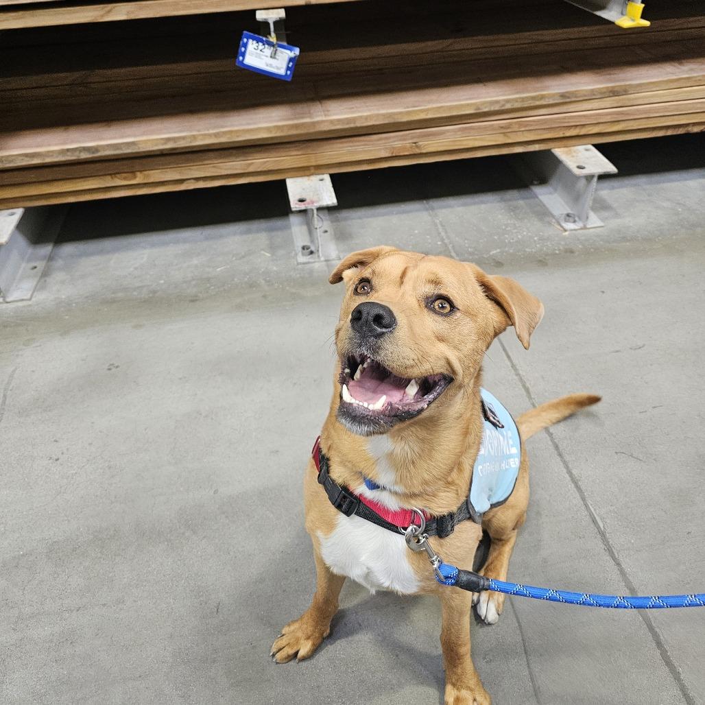 Bubba, Adoptable, Adult Male Mixed Breed.