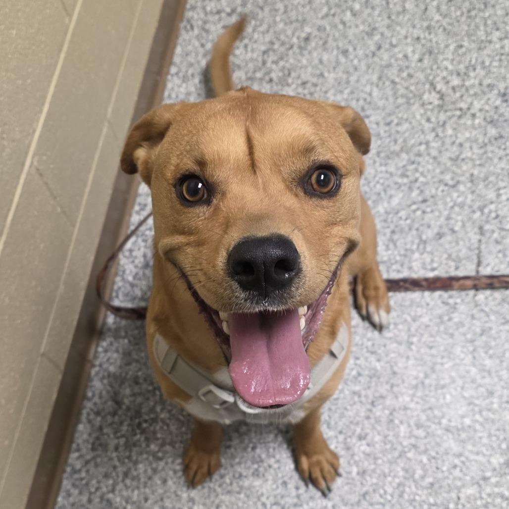 Enlarge Bubba, a Adoptable mixed breed in Cheyenne, WY image 3/6