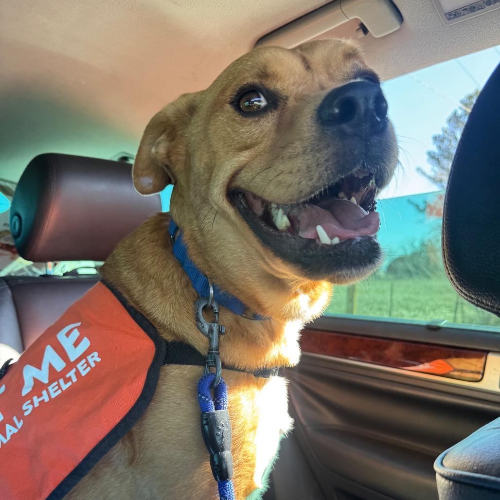 Enlarge Bubba, a Adoptable mixed breed in Cheyenne, WY image 5/6