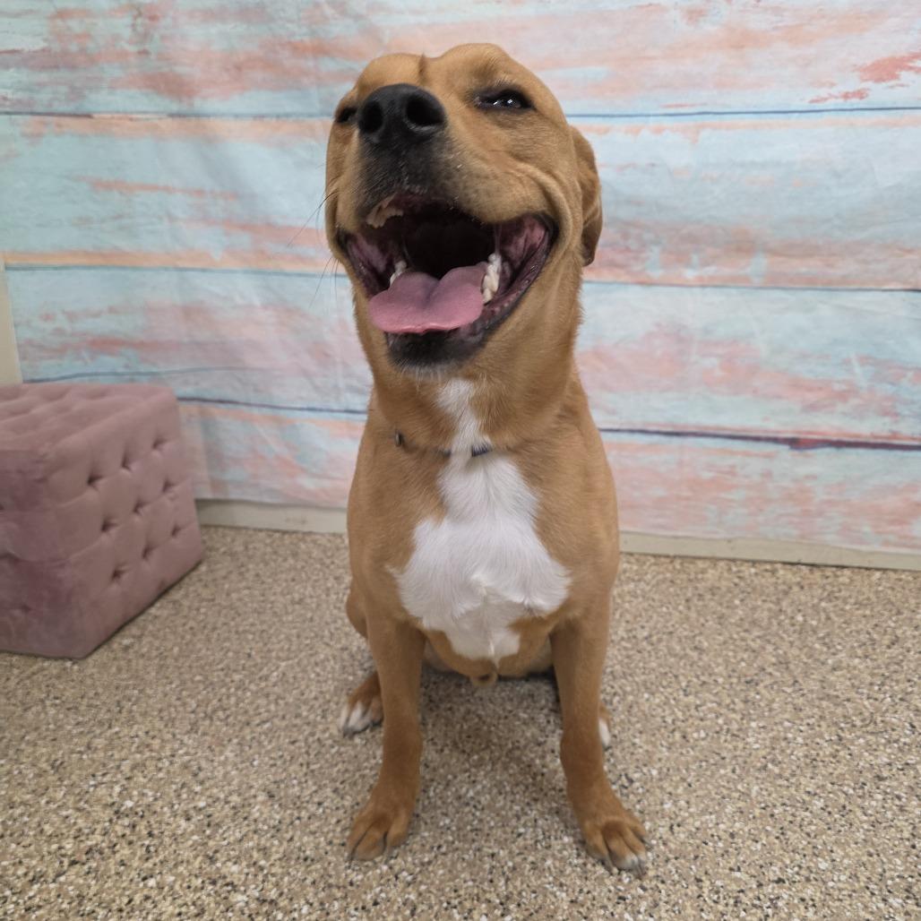 Enlarge Bubba, a Adoptable mixed breed in Cheyenne, WY image 6/6