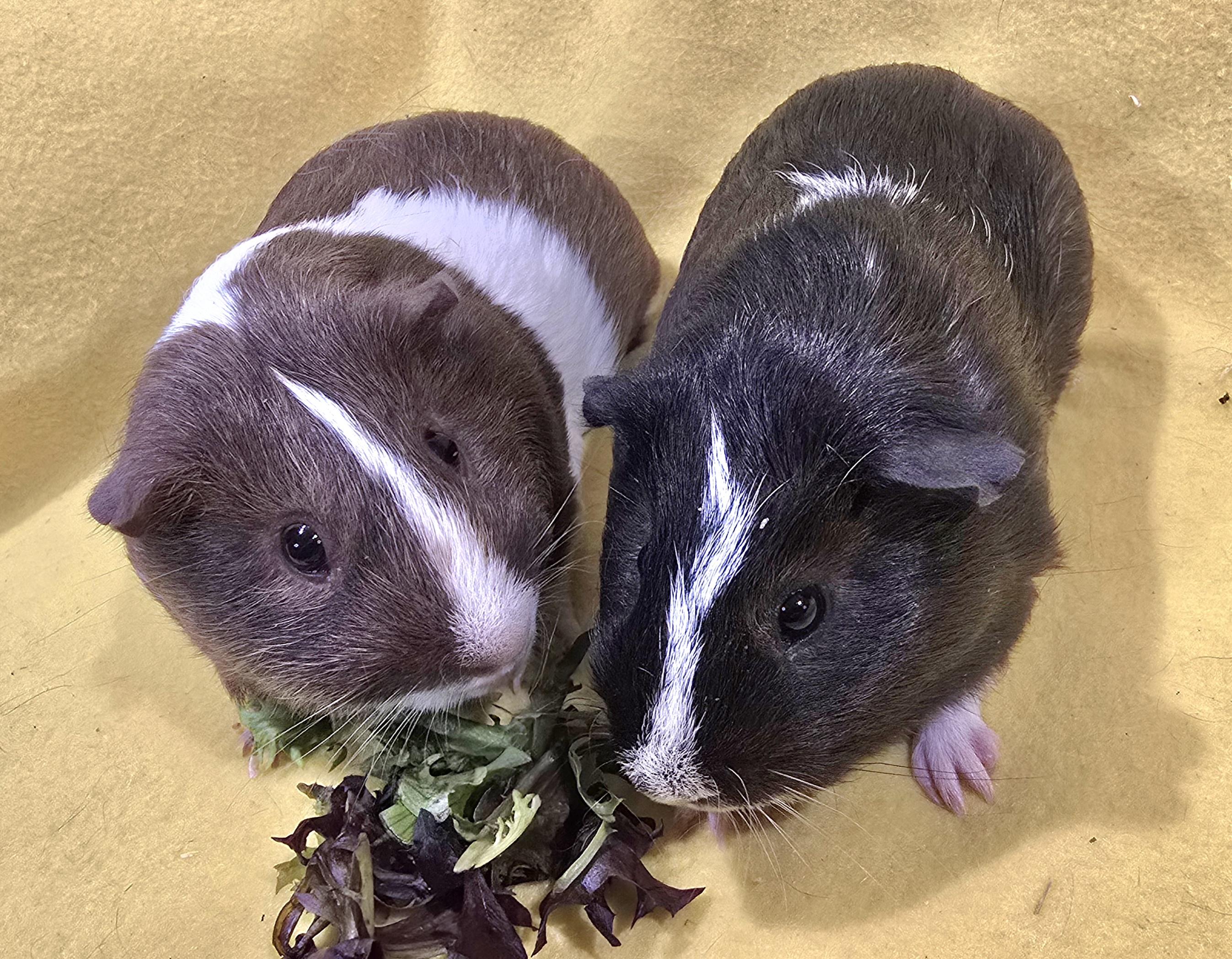 Alexander and Waldo, ADOPTABLE, Young Male Guinea Pig.