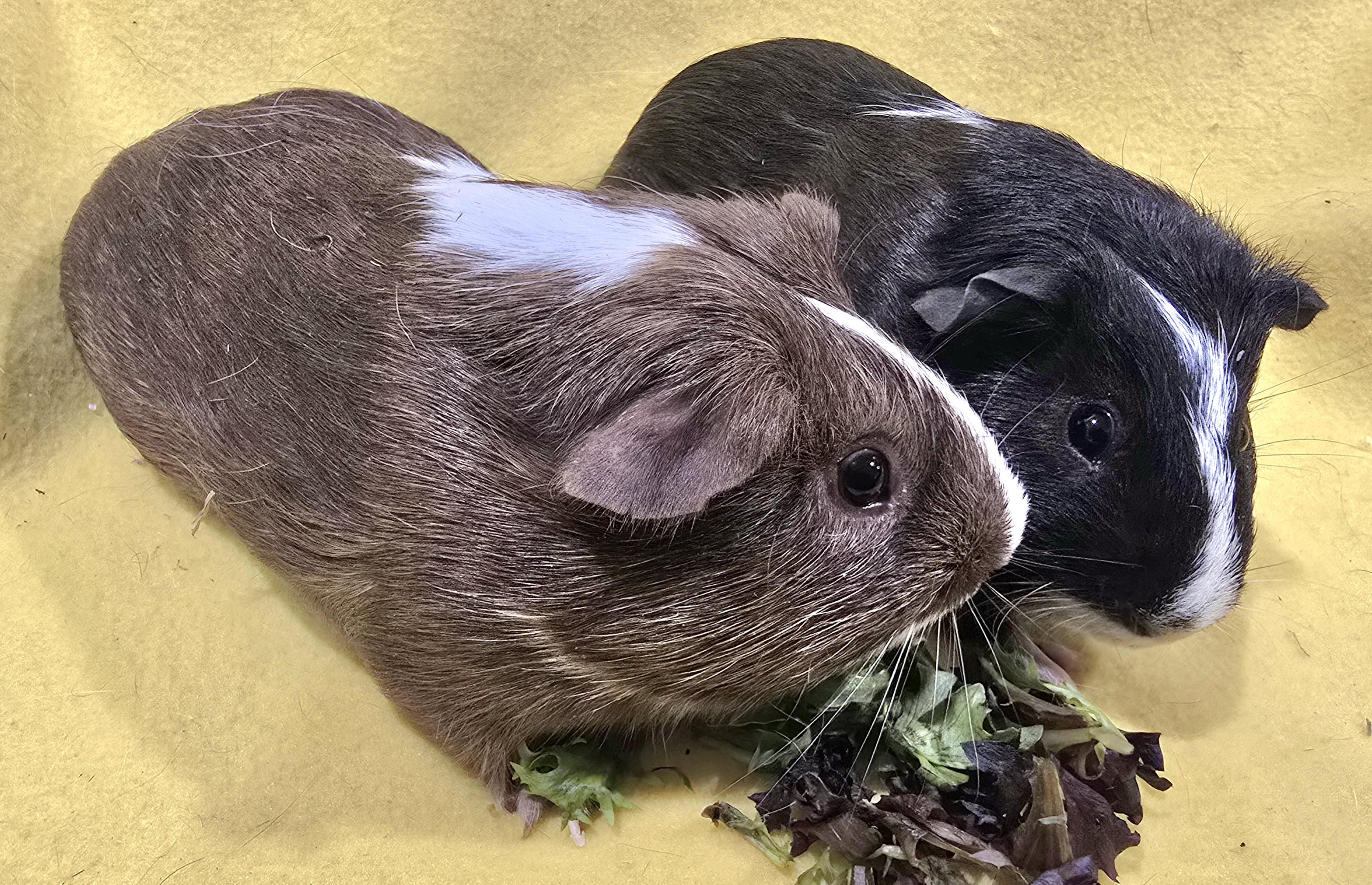 Alexander and Waldo, a ADOPTABLE Guinea Pig in New Kensington, PA image 3/4