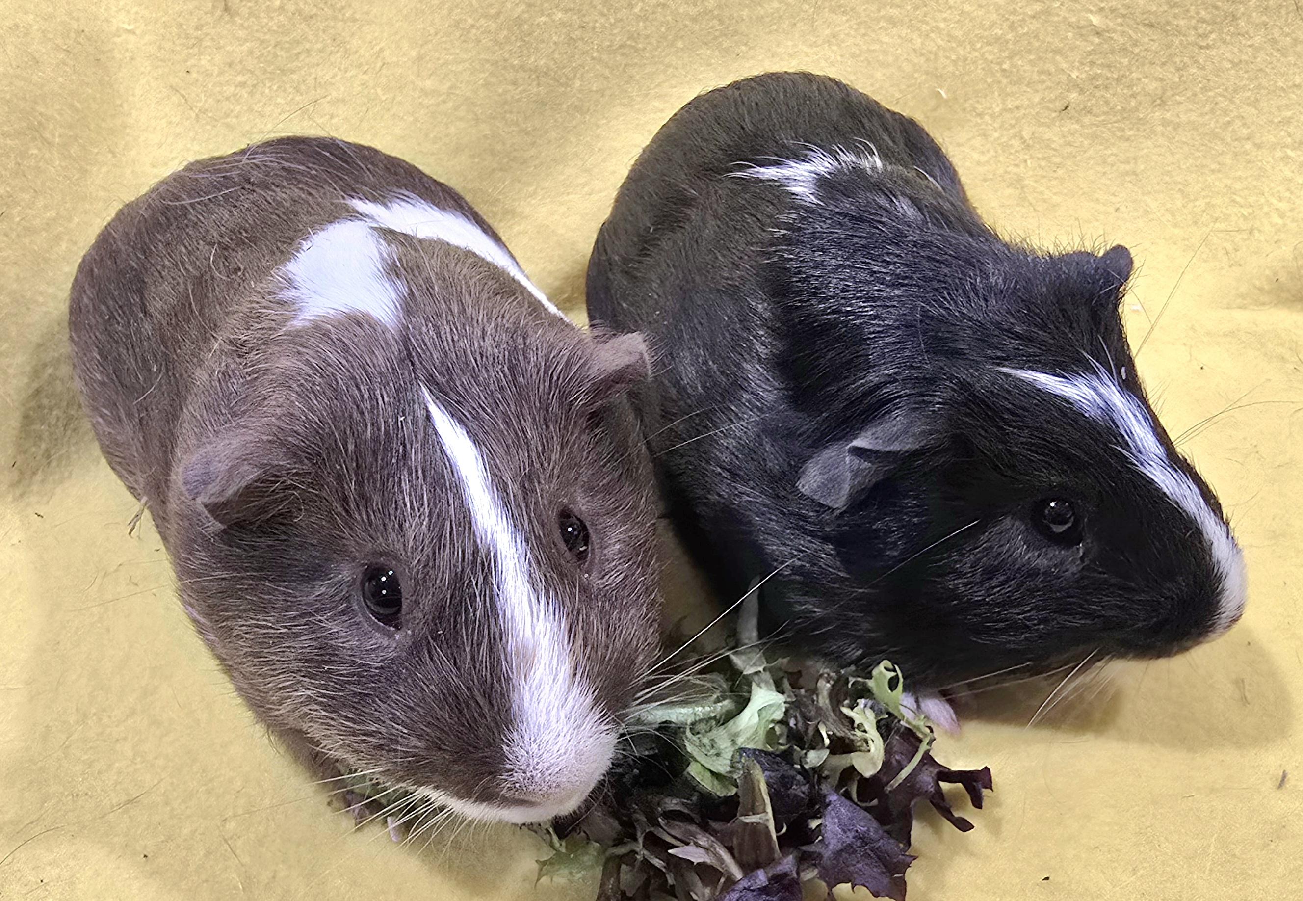 Alexander and Waldo, a ADOPTABLE Guinea Pig in New Kensington, PA image 4/4