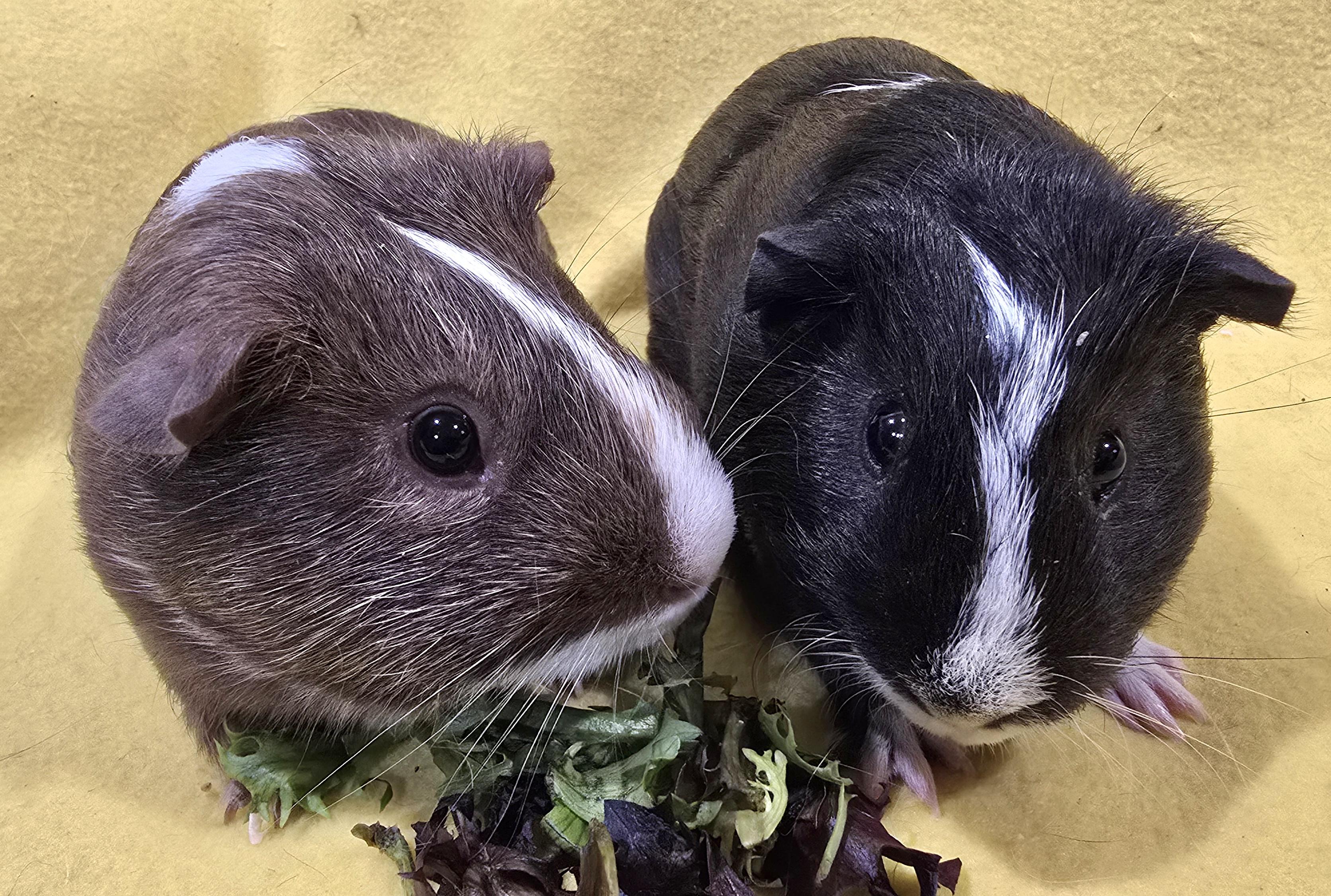 Alexander and Waldo, a ADOPTABLE Guinea Pig in New Kensington, PA image 2/4
