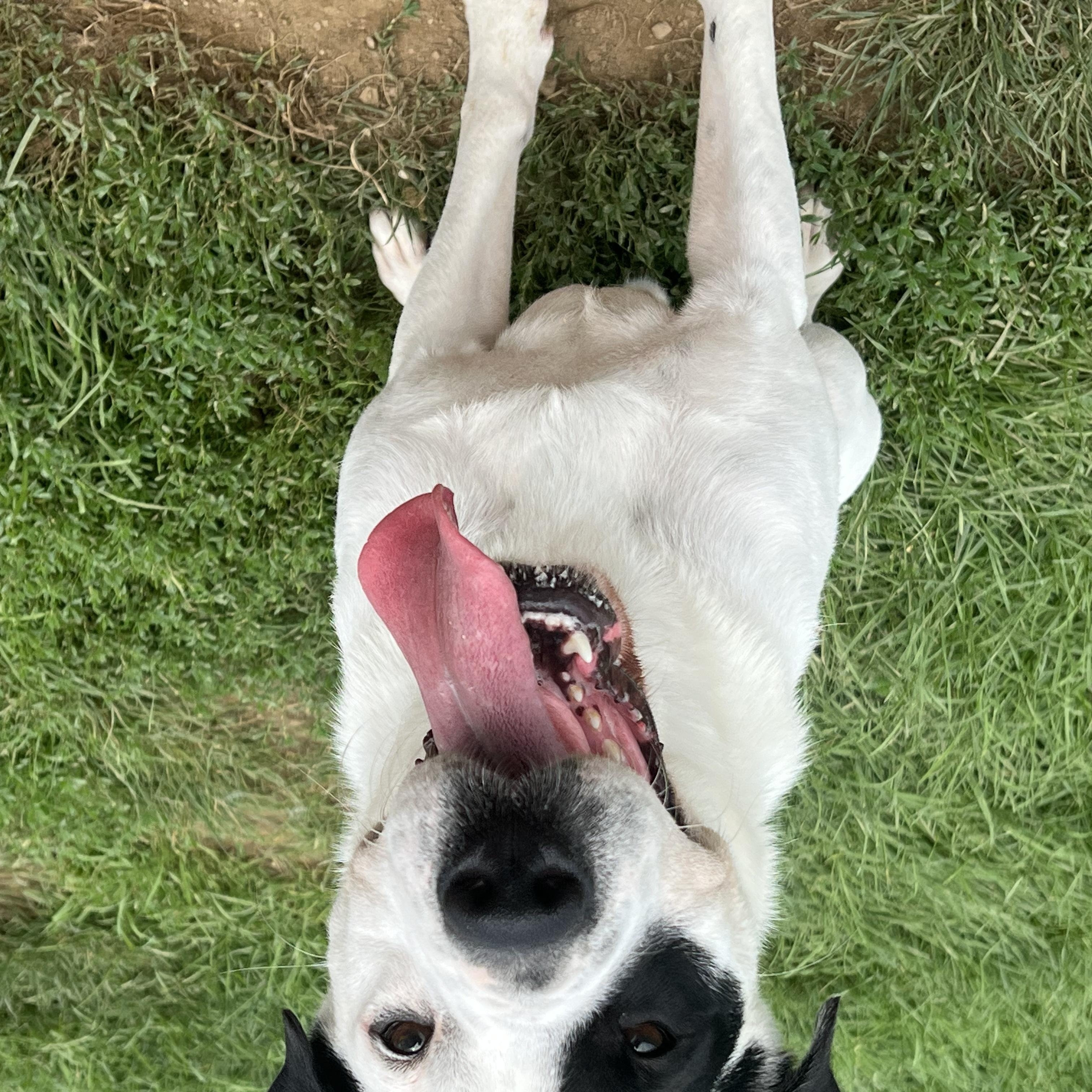 Enlarge 187665 Chester , a Adoptable mixed breed in Ravenna, OH image 4/6