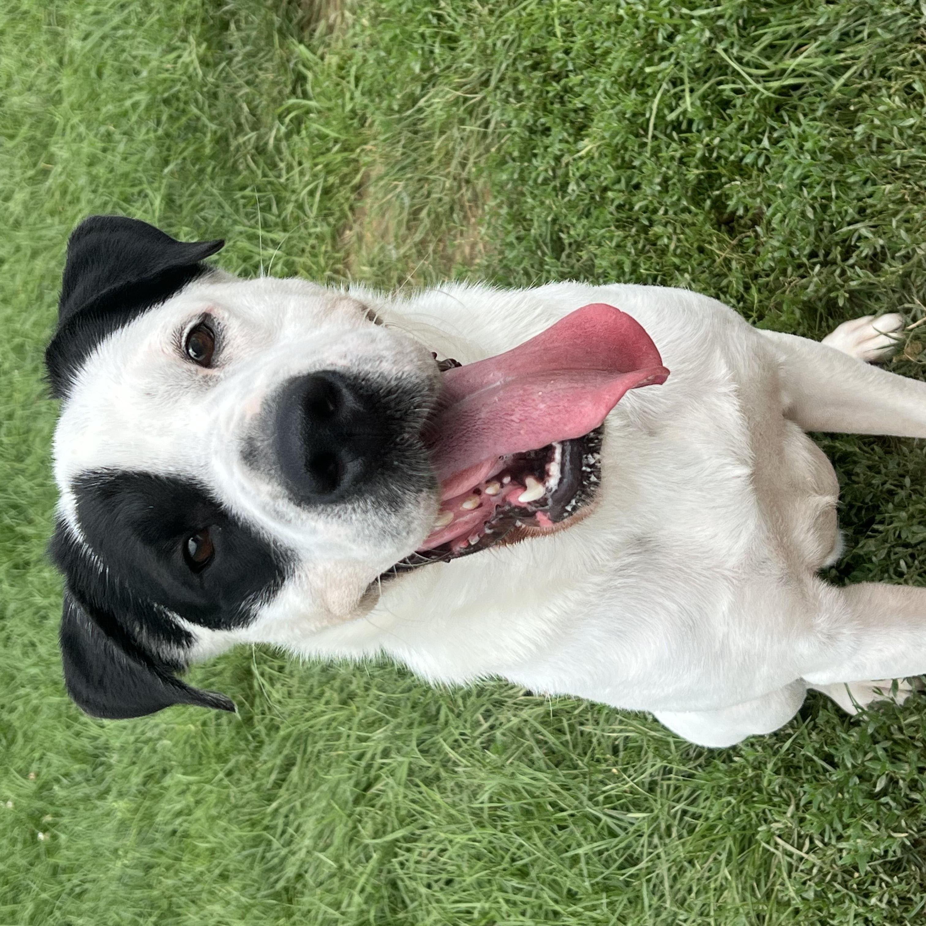 Enlarge 187665 Chester , a Adoptable mixed breed in Ravenna, OH image 4/6