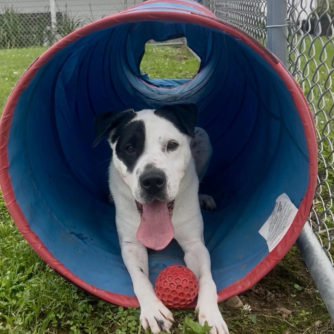 Enlarge 187665 Chester , a Adoptable mixed breed in Ravenna, OH image 3/6