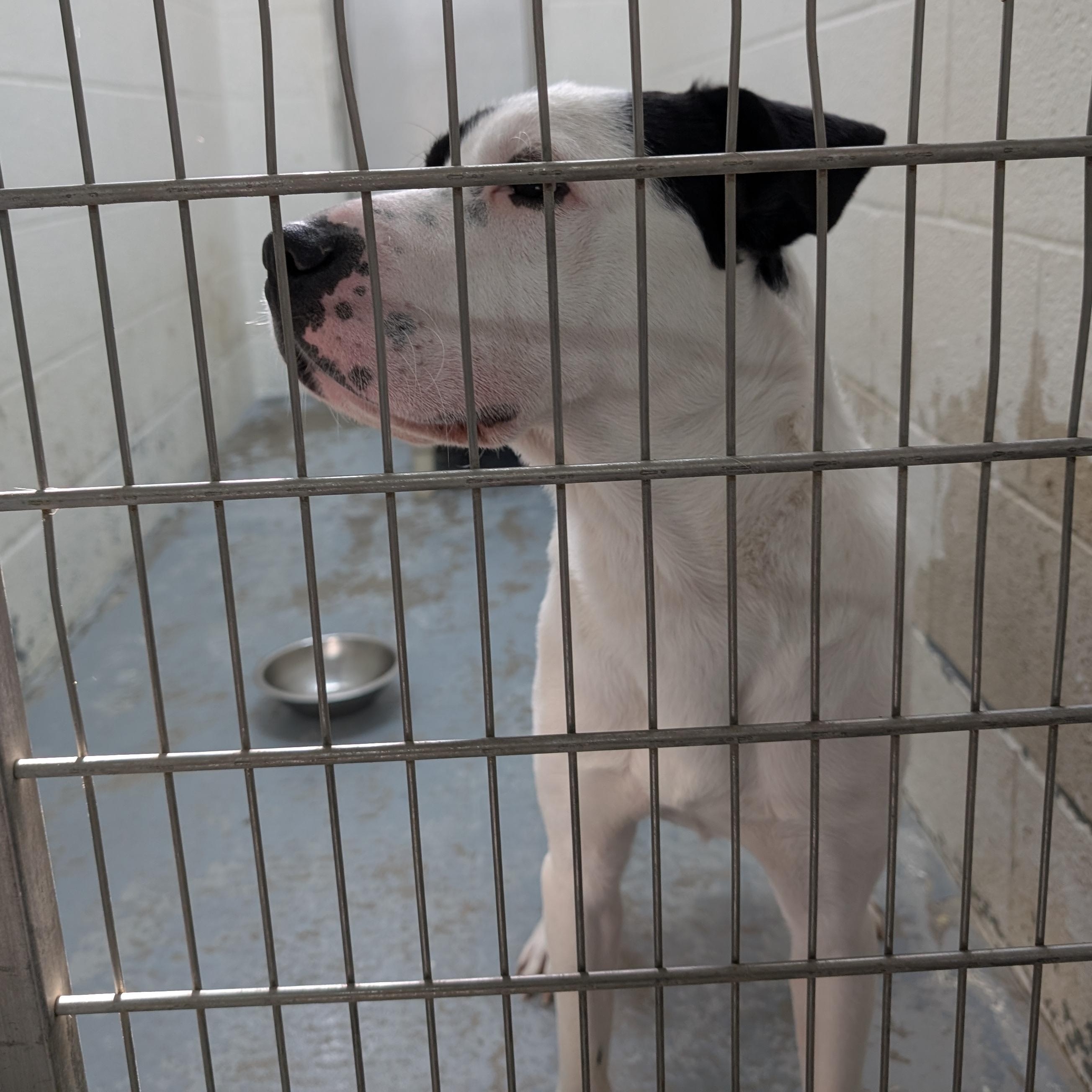 Enlarge 187665 Chester LOOKING FOR OWNER, a Adoptable mixed breed in Ravenna, OH image 2/4