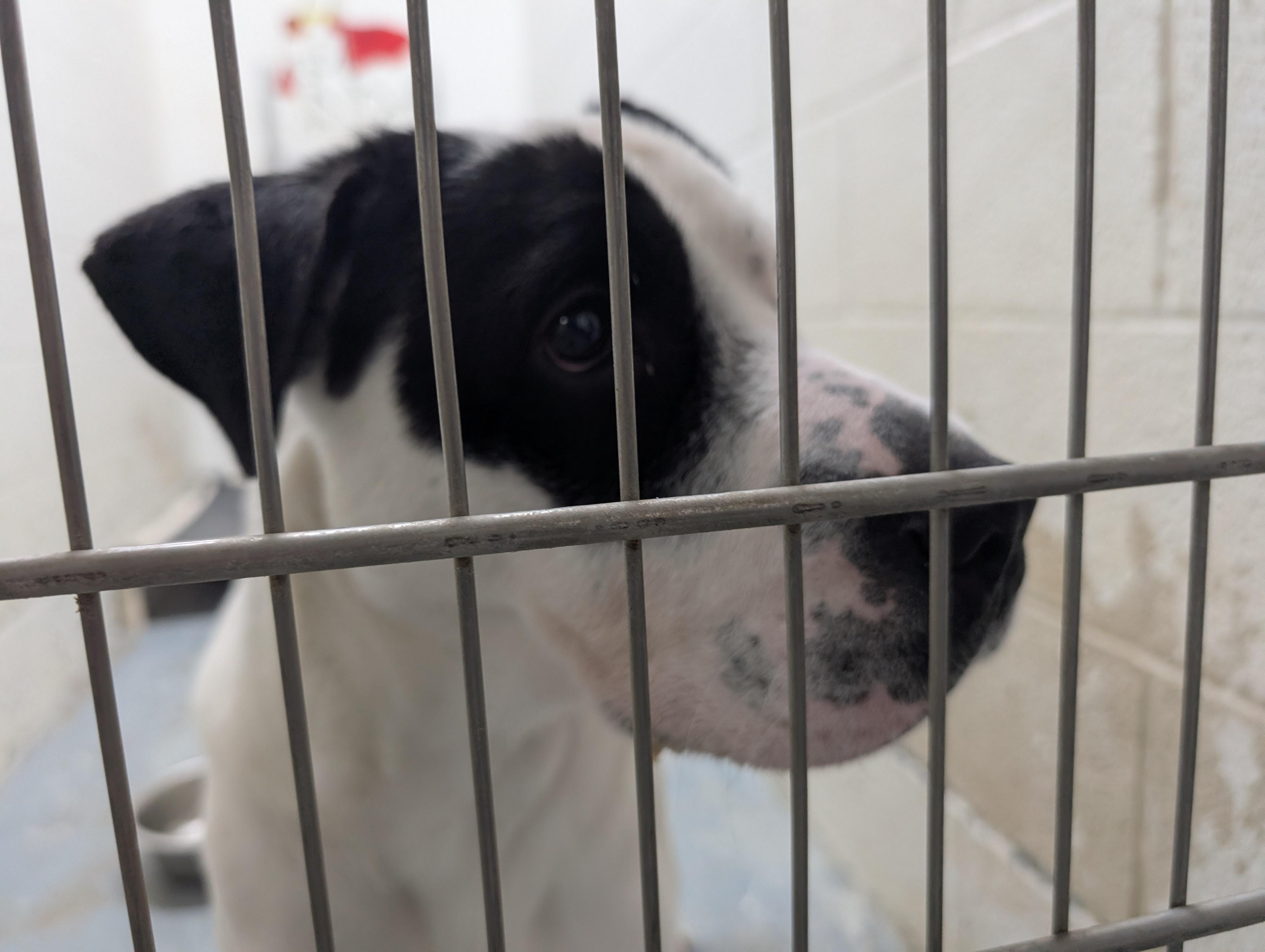 Enlarge 187665 Chester , a Adoptable mixed breed in Ravenna, OH image 5/5