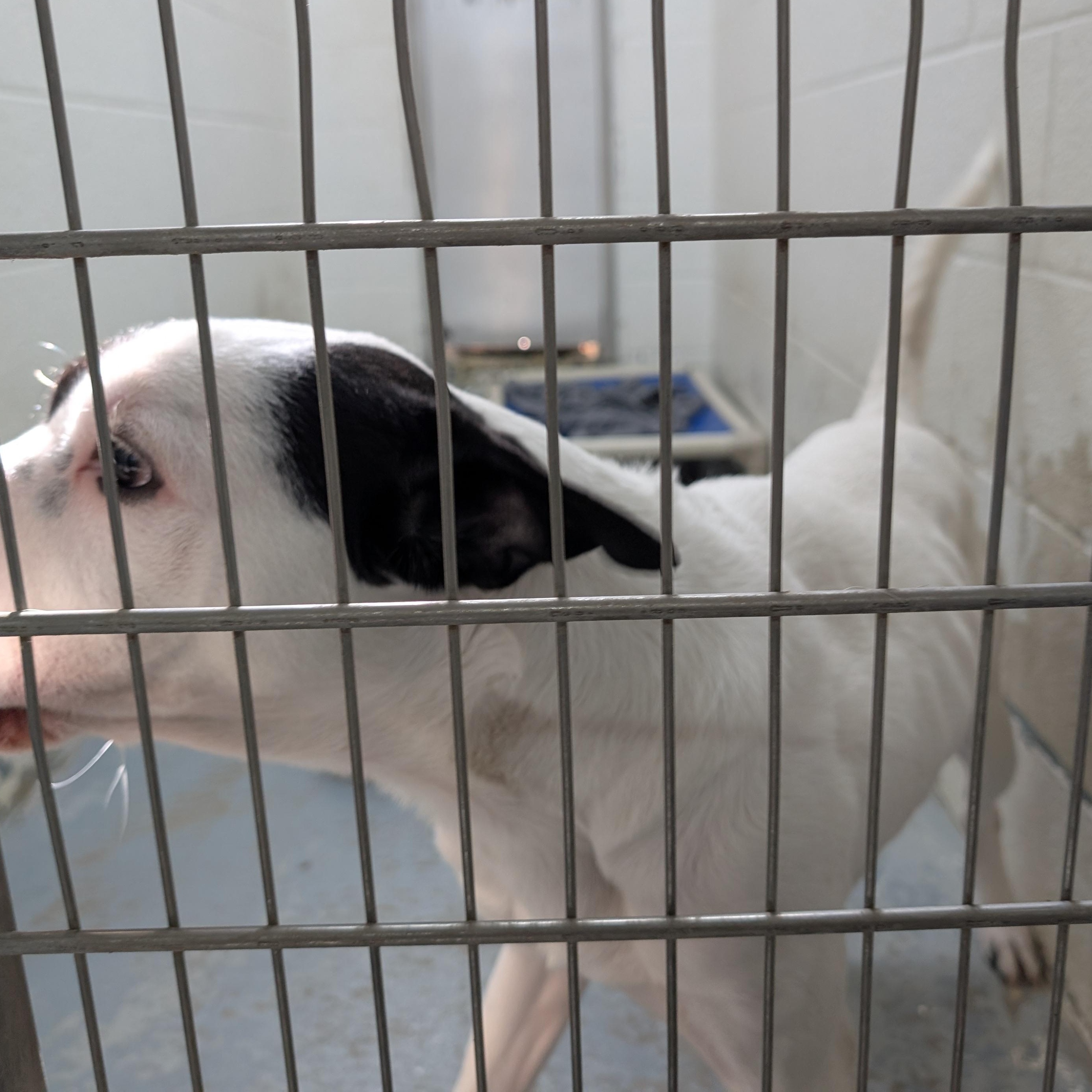 Enlarge 187665 Chester LOOKING FOR OWNER, a Adoptable mixed breed in Ravenna, OH image 3/4